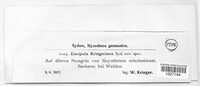 Pyrenopeziza kriegeriana image